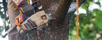 Best Root Management and Removal  in Questa, NM