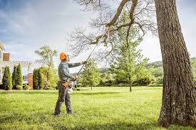 Best Tree Health Inspection  in Questa, NM