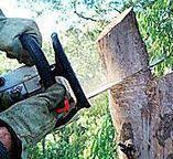 How Our Tree Care Process Works  in  Questa, NM