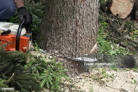 Best Stump Grinding and Removal  in Questa, NM