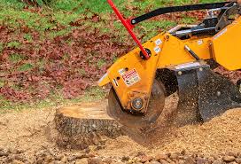 Best Lawn Renovation and Restoration  in Questa, NM