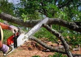 Best Lawn Maintenance Plans  in Questa, NM