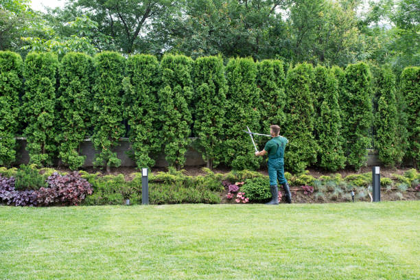 Best Lawn Pest Prevention  in Questa, NM
