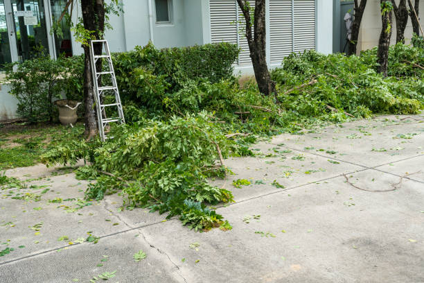 Best Hedge Trimming  in Questa, NM