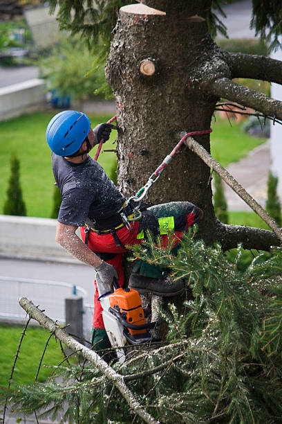Best Tree Risk Assessment  in Questa, NM