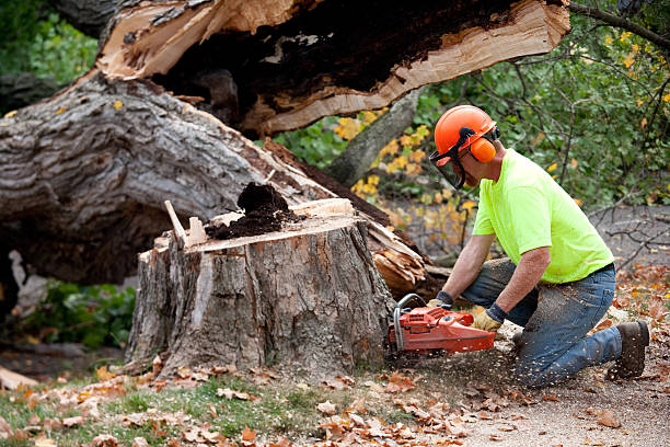 Best Pest Control for Lawns  in Questa, NM