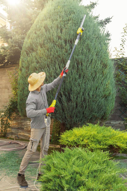 Best Emergency Tree Removal  in Questa, NM