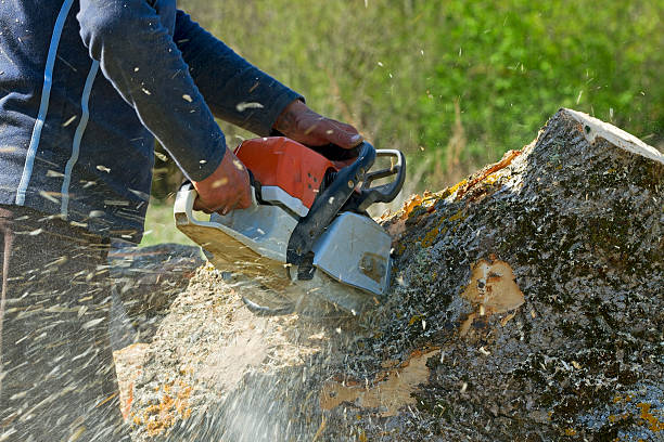 Best Aeration Services  in Questa, NM
