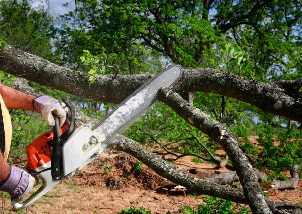 Best Seasonal Cleanup (Spring/Fall)  in Questa, NM